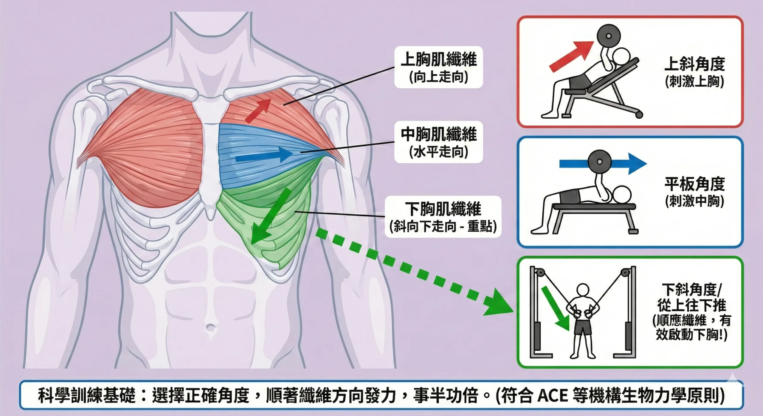 下胸怎麼練?胸大肌纖維走向與對應動作圖表。圖示高位繩索夾胸如何透過『下斜角度』順應肌肉纖維,有效啟動下胸
